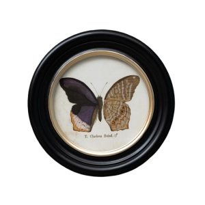 Cadre papillon – t. clarissa boisd.