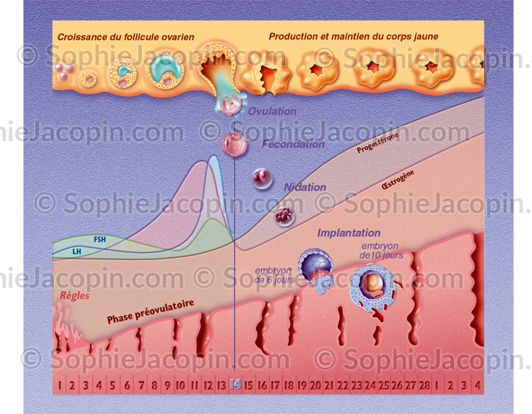 FÉCONDATION – Image 2