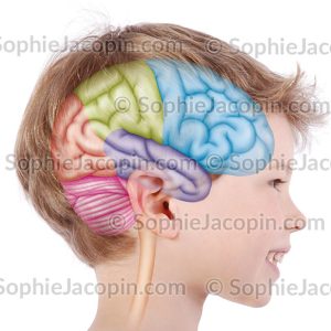LOBES DU CERVEAU