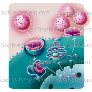 RÉPLICATION DU VIRUS H1N1