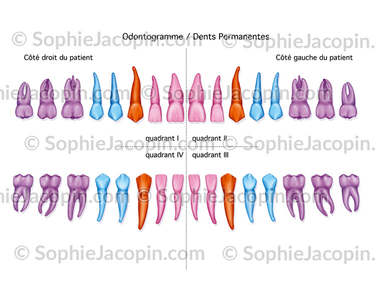 ODONTOGRAMME DENTS PERMANENTES – Image 2