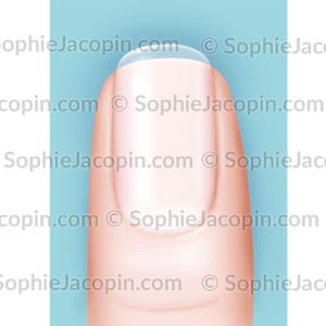 ONGLE SAIN