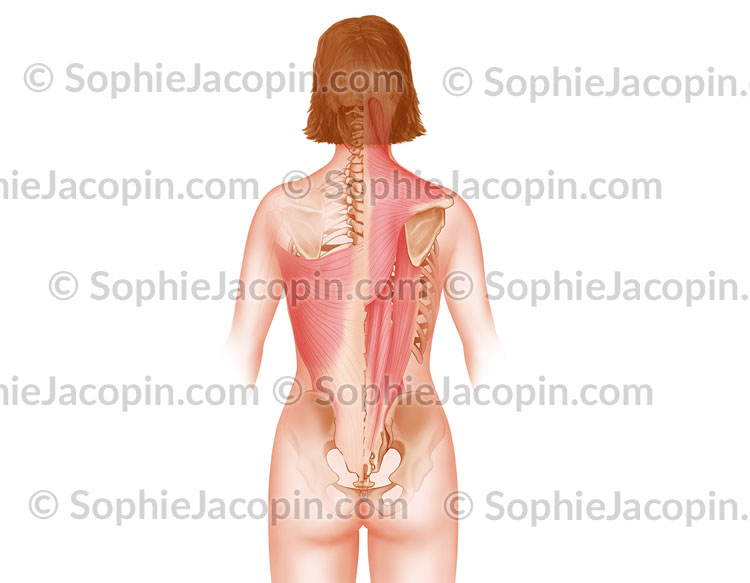MUSCLES DU DOS – Image 2