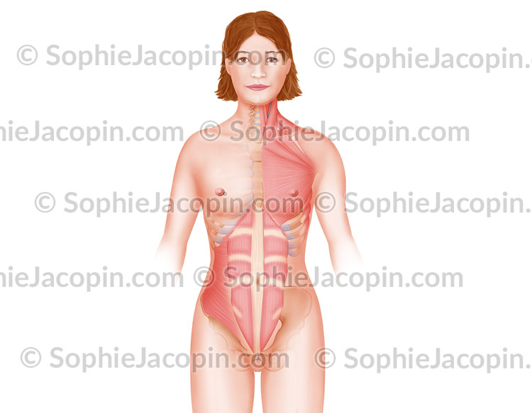 MUSCLES DU TRONC – Image 2
