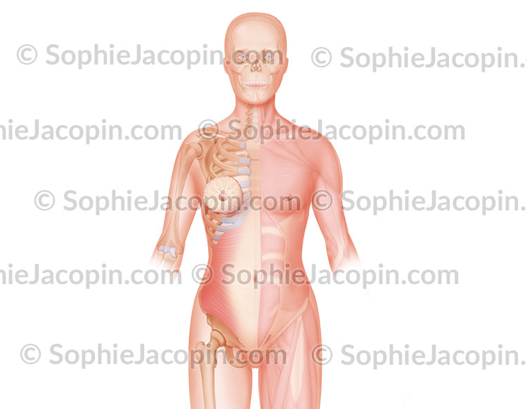 MUSCLES DU TRONC – Image 3