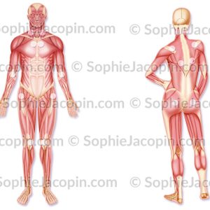 FIBROMYALGIE
