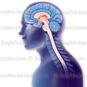 CERVEAU MOELLE ÉPINIÈRE