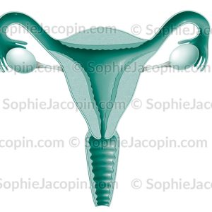 ORGANES GÉNITAUX FÉMININS