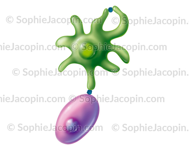 CELLULE DENDRITIQUE LYMPHOCYTE T – Image 2