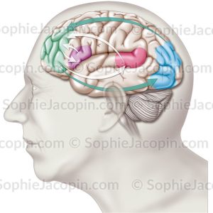 ICTUS AMNÉSIQUE