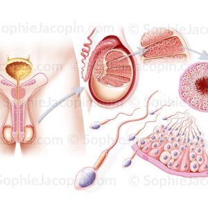 SPERMATOGENÈSE