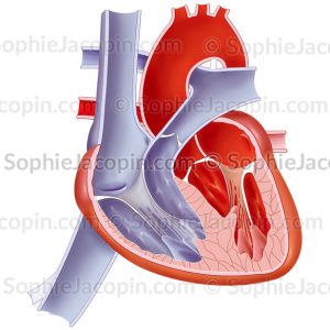ANATOMIE DU CŒUR D’UN NOURRISSON