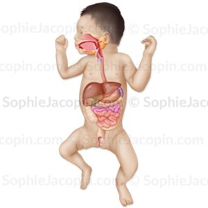 ANATOMIE DIGESTIVE DU NOUVEAU-NÉ